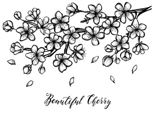 Beautiful Cherry ,Vector illustration, branches, flowers, buds, handmade, card for you, tattoos