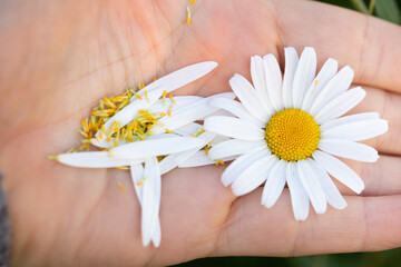 Margarithenblüten in der Hand