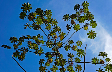 Snakewood tree (Cecropia peltata), Rio de Janeiro, Brazil