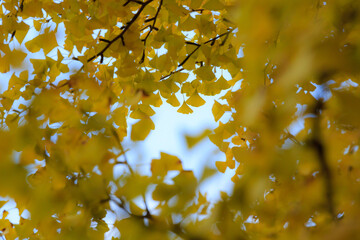 紅葉　もみじ　紅葉狩り　アウトドア
