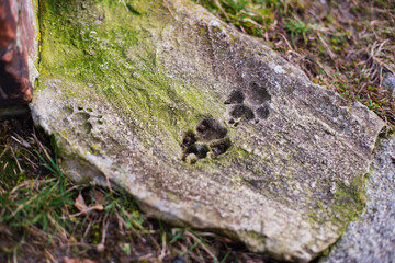 animal tracks in the concrete.