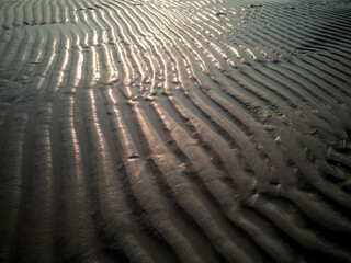Wind Comb on the sand dunes.