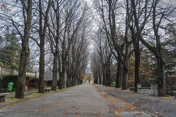 Path with planted chestnuts in autumn park in late november. The long walkway under the bare trees with the yellow leaves falling on the ground. Late autumn atmosphere with walk to the nearest park. 