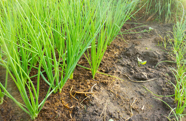 Spring onions