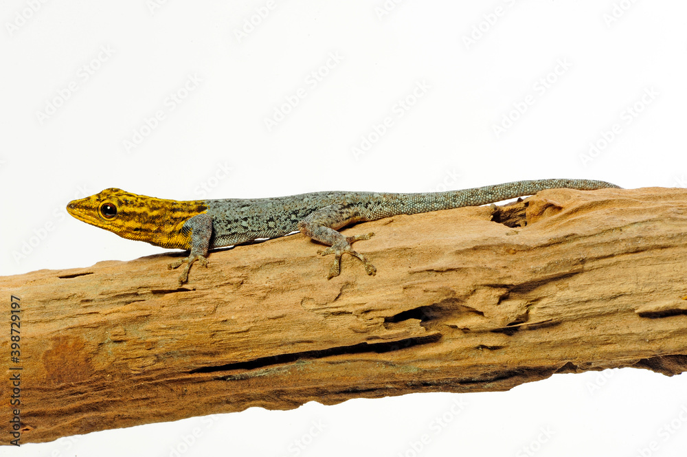 Poster Painted Dwarf Gecko // Gelbkopf Zwerggecko  (Lygodactylus picturatus)