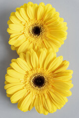 Demonstrating trendy colors 2021 - Gray and Yellow. Beautiful gerbera flowers on grey background with copy space. Flower numper eight