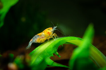 Nice yellow neocaridina shrimp in freshwater aquarium pets