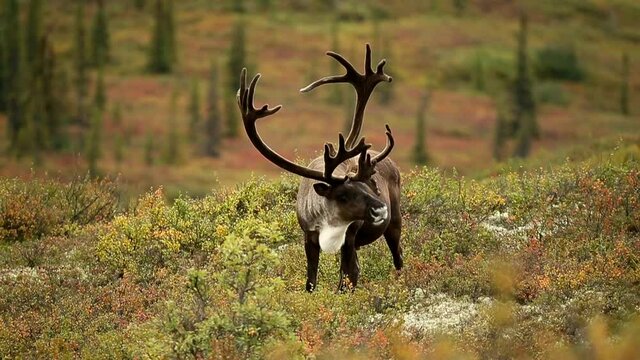Caribou on the tundra taken in Denali National Park, Alaska, bull with antler