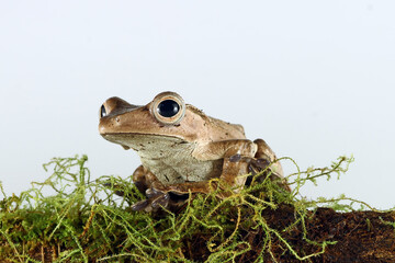 eared tree frog on moss with white background, Polypedates otilophus, animal closeup