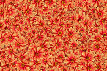 Floral background of a mass of orange Dahlia flowers