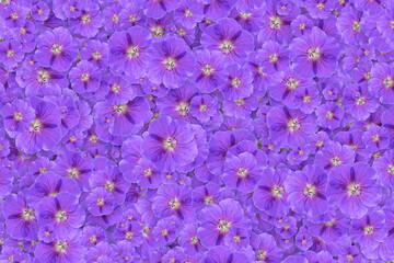 Floral background of a mass of purple cranesbill geranium flowers