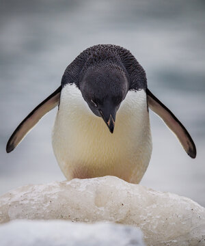 Adele penguin looking down preparing to jump
