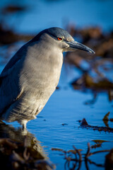 Adult black-crowned night heron in profile facing right