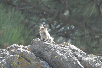 Golden-mantled ground squirrel frolicking on the rocks in the Sierra Nevada Mountains, California.