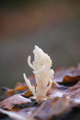 White coral fungi, Ramariopsis kunzei, growing on leaf litter, diffuse background
