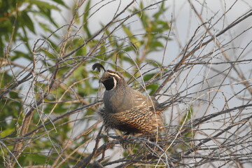 A male California quail perched in a tree. His feathers lifting with the breeze, at Lake Isabella, in the Sierra Nevada Mountains.
