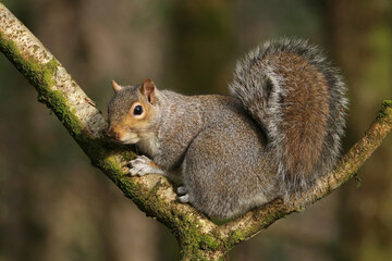 Close up of a Grey Squirrel (sciurus carolinensis) sitting in the branch of a tree in winter