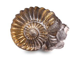 Fossilized snail in the stone, ammonite