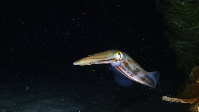 Southern Calamari Squid hunting and catching fish at night Sepiotheuthis australis 4k 60fps slow motion