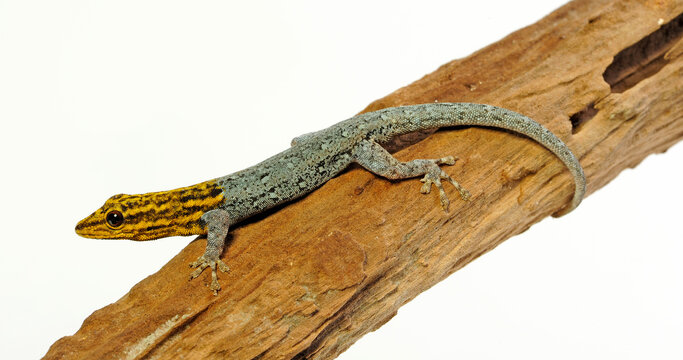 Gelbkopf Zwerggecko // Painted Dwarf Gecko (Lygodactylus picturatus)