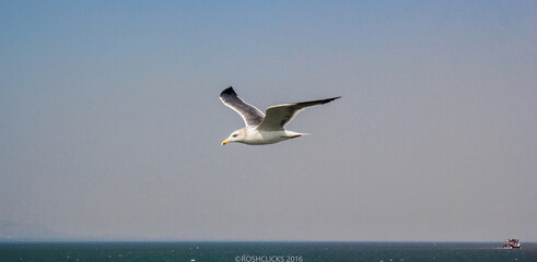 seagull flying over the sea in clear sky