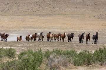 Herd of Wild Horses in Spring in the Utah Desert