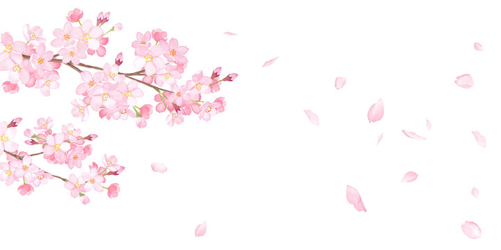 春の花：さくらと散る花びらのバナー背景。水彩イラストのトレースベクター。レイアウト変更可能。アシンメトリー。
