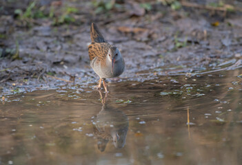  Water rail,  Rallus aquaticus, searching for food along the edge of a pond, mid winter