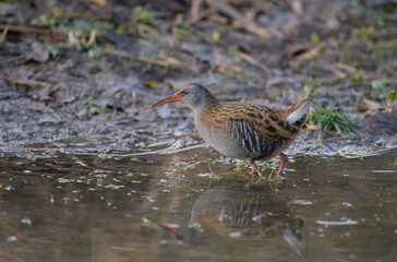  Water rail,  Rallus aquaticus, searching for food along the edge of a pond, mid winter