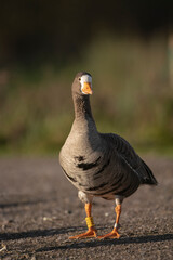 Greenland White fronted goose, Anser albifrons, close up portrait