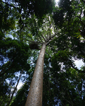 Kauri tree in a dense lush tropical rainforest canopy