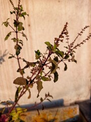 Plants and Flowers
