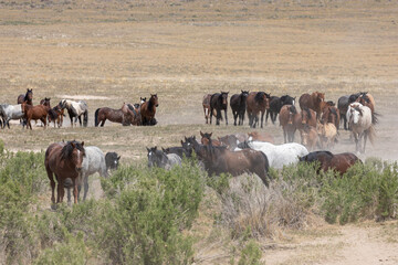 Naklejka na ściany i meble Herd of Wild Horses in Spring in the Utah Desert