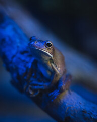Tropical small frog in fluorescent light at night nocturnal