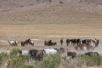 Fototapeta na wymiar Herd of Wild Horses in Spring in the Utah Desert