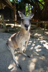 Kangaroo wide angle shot in summer zoo Australia