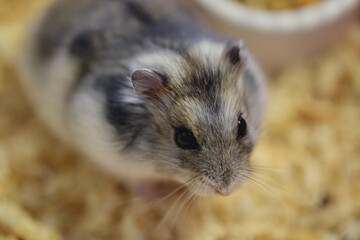 A small gray Dzungarian hamster.