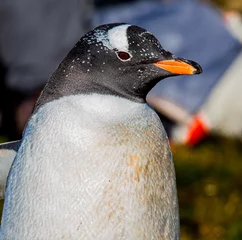 Foto op Aluminium Extreem closeup of gentoo penguin on the island of South Georgia © Jo