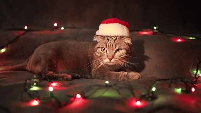 A shaved Scottish grey cat lies on a bed with a Christmas garland