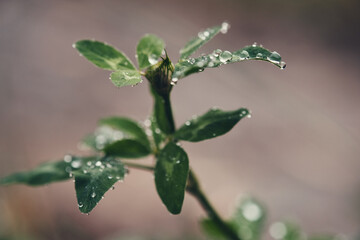 Raindrops and dew on the leaves. Macro photography.