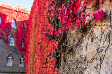 Close up view of red ivy autumn leaves covering the building