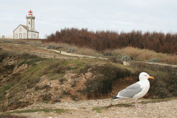 Fototapeta premium lighthouse on the island