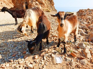 Goats around Balos beach (Kissamos) on Crete Island, Greece.