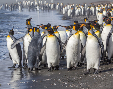 Frightened by the increasing Katabatic winds, King Penguins gather together