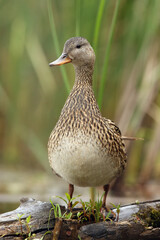 The female mallard or wild duck (Anas platyrhynchos) at the pier of a small pond with green backlground.