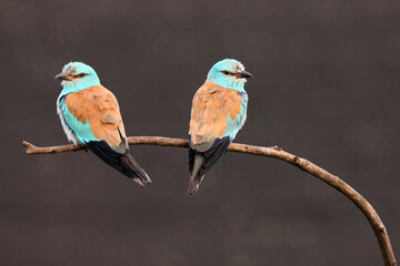 The European roller (Coracias garrulus) pair sitting on a branch with a dark background. A pair of large blue birds on a dark brown background.