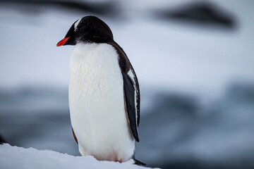 Fototapeta premium Gentoo penguin cleaning and preenings its feathers on Antarctica