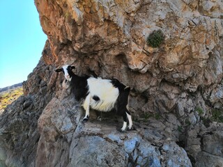 Goats around Balos beach (Kissamos) on Crete Island, Greece.