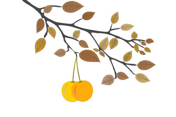 drawing of cherries on a branch 