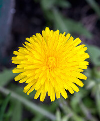 Yellow Dandelion Flower - Taraxacum officinale. Blooming dandelion
